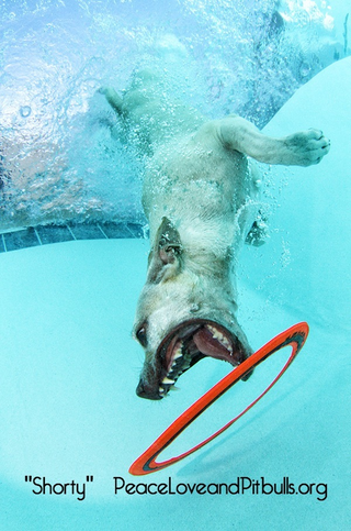 Illustration for article titled Dogs look ridiculous underwater